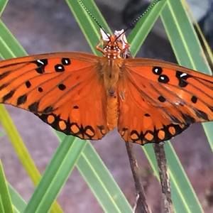 Meet your Posher, Gary